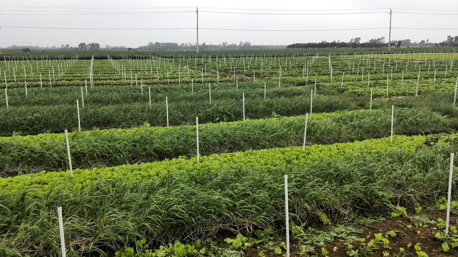 湛江地区独特的生产科研一体化的蔬果种植基地,地块周边无工厂污任揶
